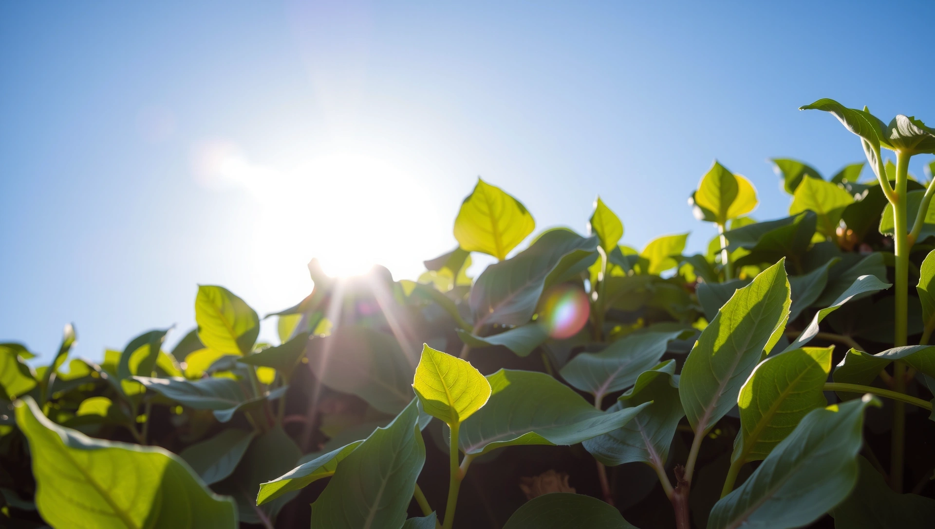 Peisaj natural vibrant cu răsărit de soare
